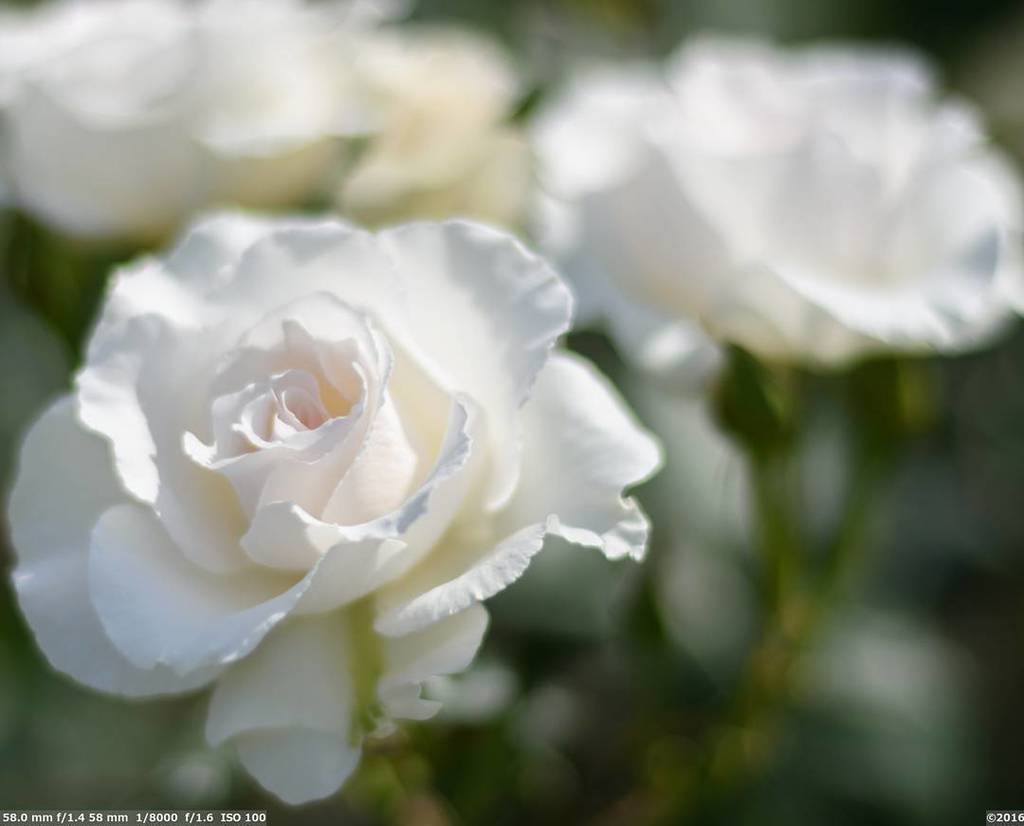 iwa_maru's tweet photo. 白薔薇
牛乳ではなく本物
中之島バラ園にて
しばらく薔薇が続きそう
instagram iwa_maru0803
#バラ #薔薇 #白バラ #白い花 #白 #花 #植物 #春 #ボケ #rose #roses #whitef… https://t.co/ILNs9CwE7Q