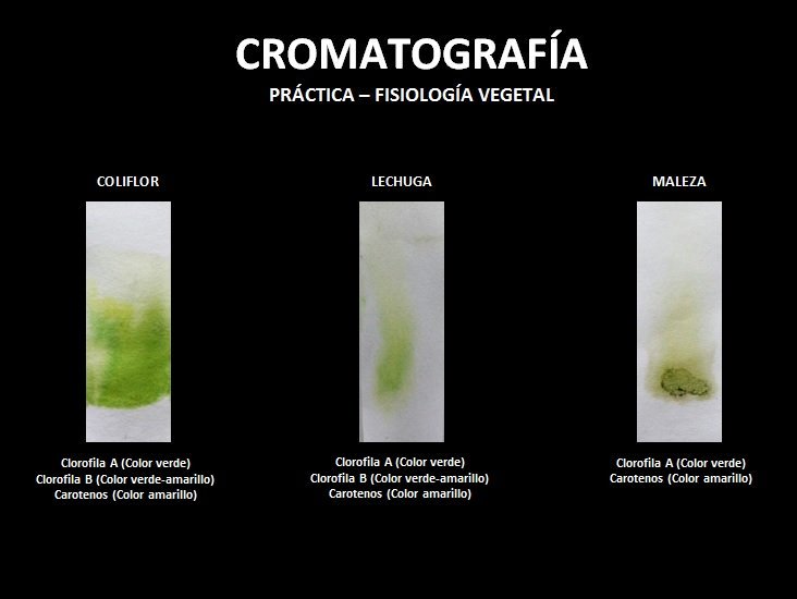 Robe_esquivel's tweet photo. @agorajavier #practica #fisiologia vegetal #cromatografia #cucba https://t.co/kPCFLreXqP