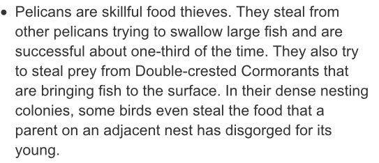 kickitman's tweet photo. Food thieves!! #wyobirds2016 https://t.co/JjHduZFG9s
