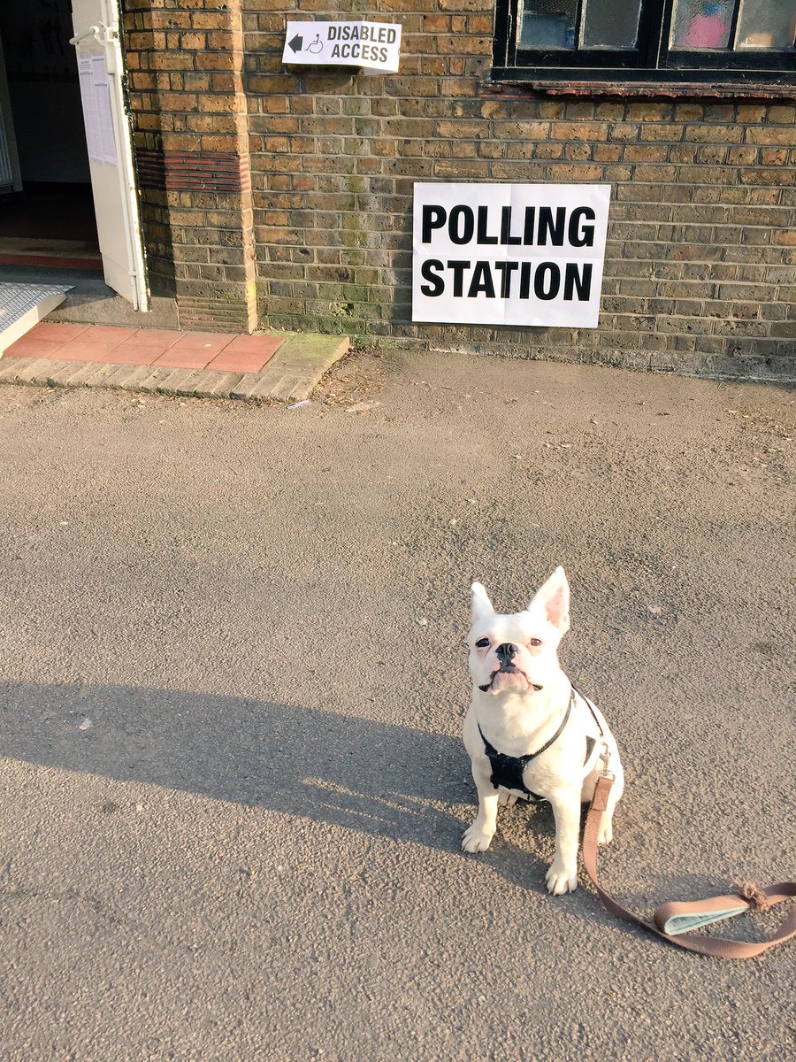 anthonysbaxter's tweet image. Yolk's first taste of democracy. #dogsatpollingstations.