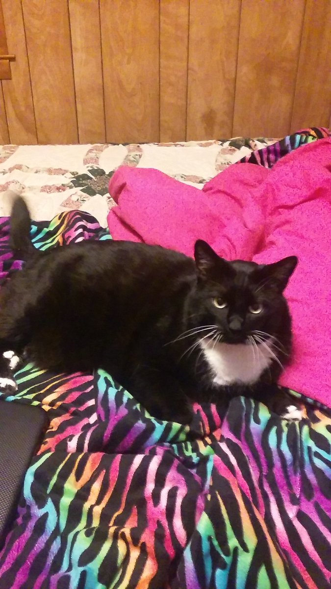 AshBashio's tweet photo. My beautiful baby <3 #catoverload #Adorable https://t.co/sbJPIKIcGC