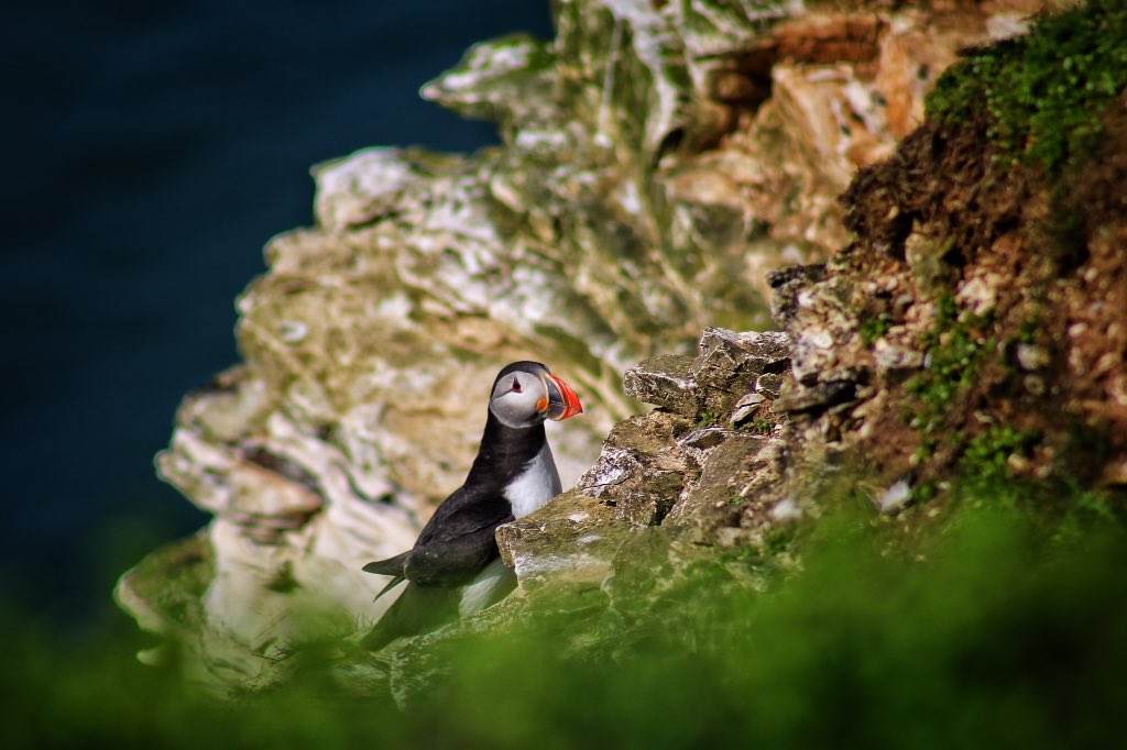 carlmilner's tweet image. The cutest 'Peekaboo' Puffin on @Bempton_Cliffs ...made my day