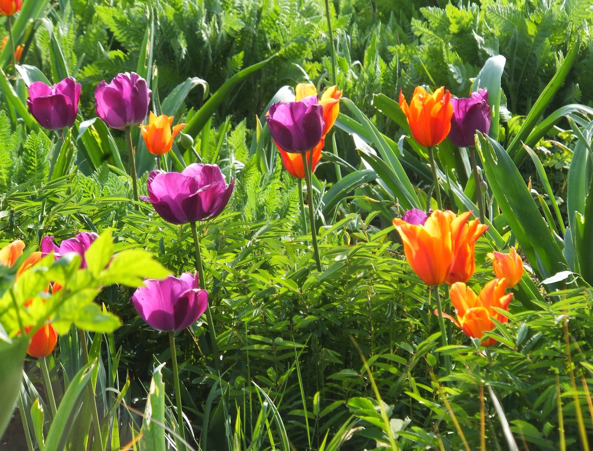 CorArdens's tweet image. Kennington Park Flower Garden looking nice today