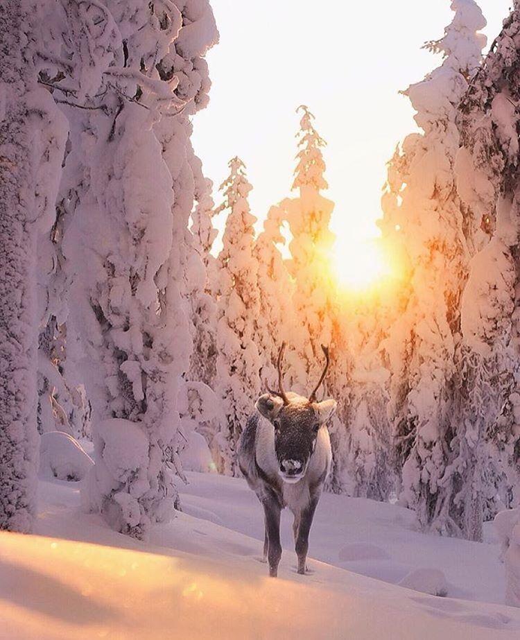 hiking_official's tweet photo. We found the reindeer. Merry Christmas! Photo by @kpunkka. Enjoy life! #adventure #explore #camping #hiking_official https://t.co/t5YlYLypdu
