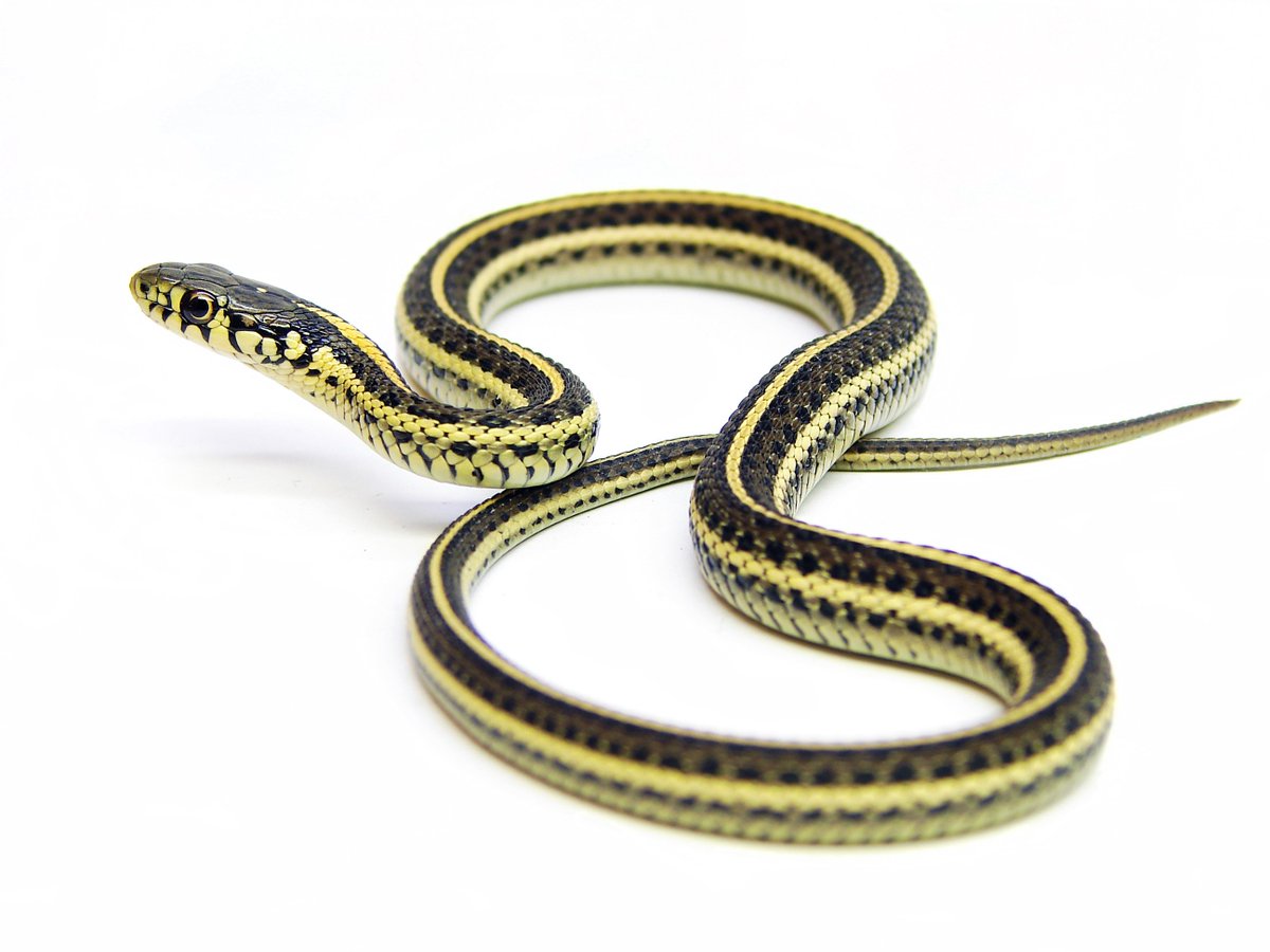 TerrarioData tweet picture