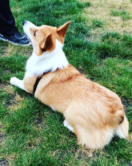 leelathecorgi's tweet photo. Throw the ball please! #corgi #dogsoftwitter  #corgilife #dogs  #corgstagram #welshcorgi #pembrokewelshcorgi #puppy https://t.co/5jL7ifT7KJ
