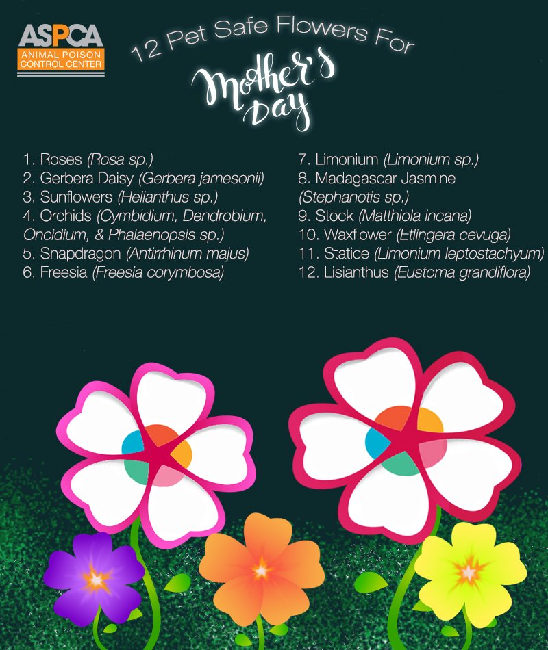 If you’re getting your mom some flowers, here is a great list of flowers that are safe for pets. #HappyMothersDay!
