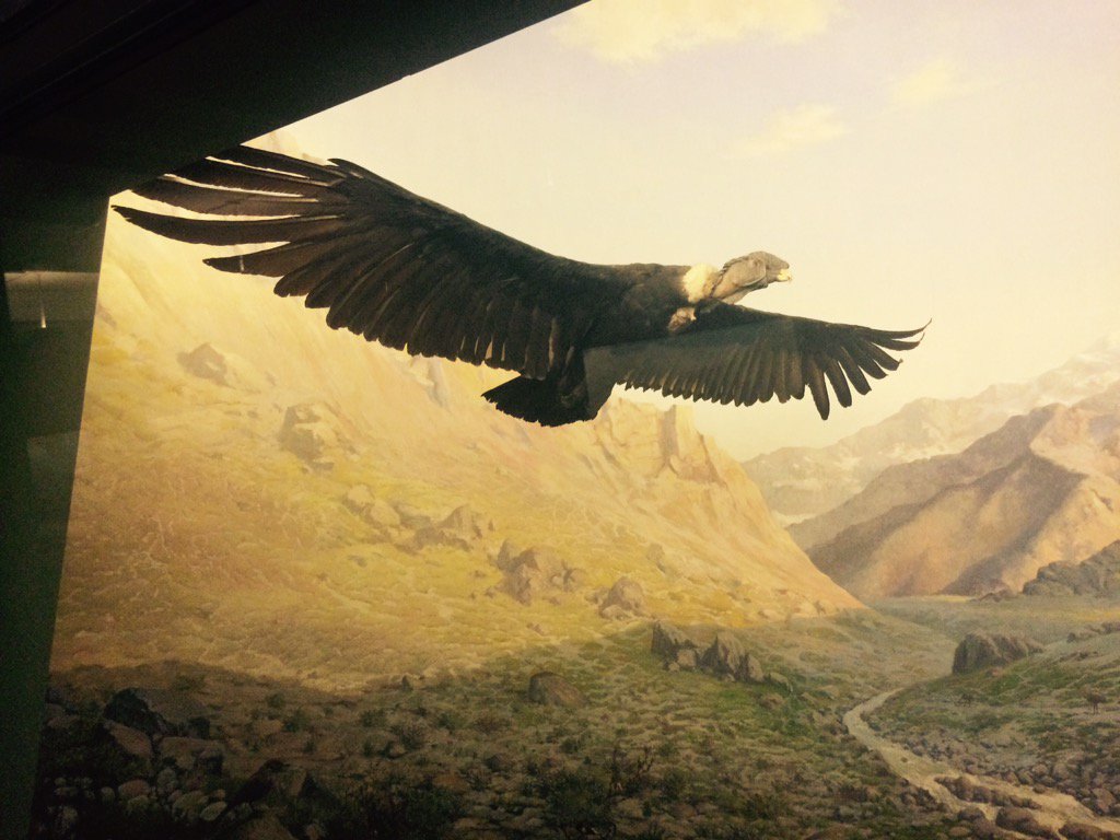 Root2Geek's tweet photo. A fun game at #ScienceCastle is figuring out how birds are suspended. This vulture is supported by a hidden bar. https://t.co/k96W9WmAMg