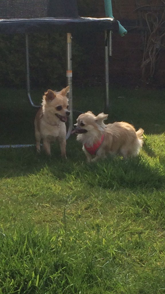mrssophsmith's tweet photo. @tia_maria10t  Pheobe &amp; Minnie today ! https://t.co/ZAqvS4Mz88