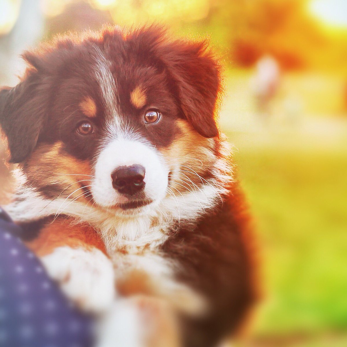 maxtheaussie's tweet photo. Because #totespresh Thursday is totally a thing, right? ☺️ #toocute #dogbrag #puppy #sunset #aussie #cutie #max https://t.co/DcS9th3PYb