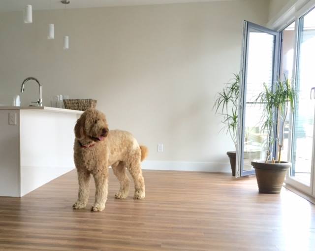 RedDoorRealty's tweet photo. #RDRMurphy loves @HarrisEastCondo because it's #puppyfriendly! https://t.co/ECRJBb6lND
