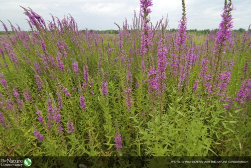 Nature_IL's tweet photo. Don’t let looks fool you. These pretty flowers are #invasive in the #GreatLakes: https://t.co/YKVuDbVgri https://t.co/yM2LmrIZP4
