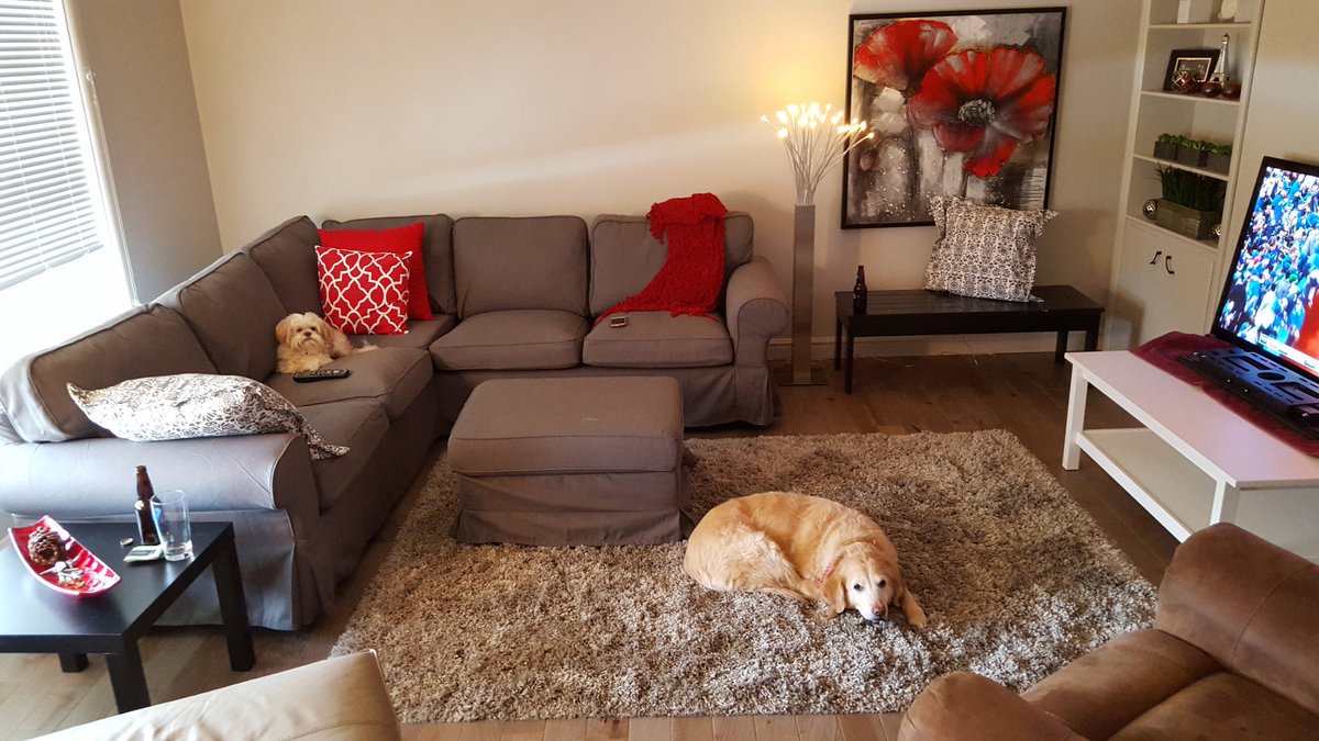 RealEst8_BW's tweet photo. Dogs are comfy, great job on the living room @tracy_werth #renoscomplete https://t.co/l4T858YWHC