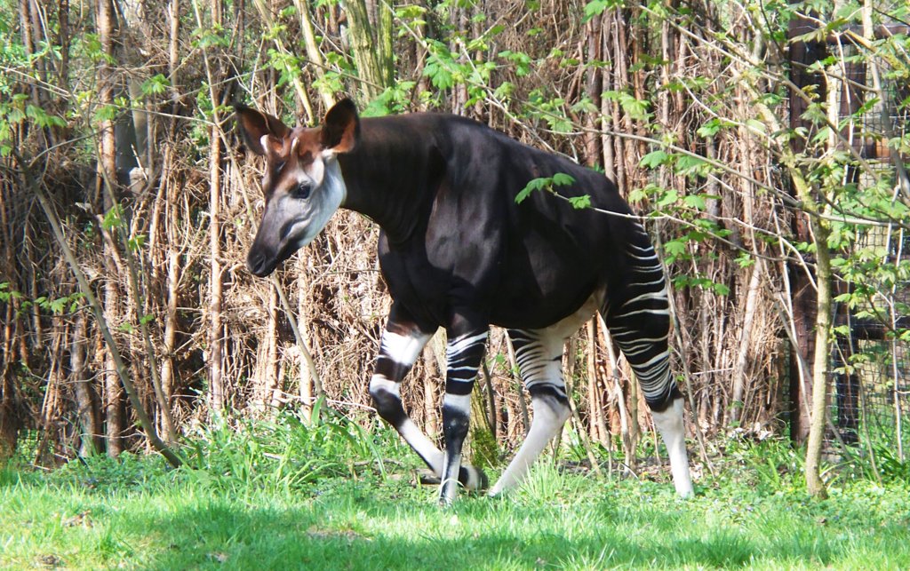 The only other surviving member of the giraffe family is a strange-looking creature known as the okapi #AfricanGiant