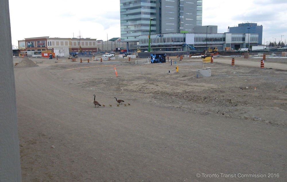jmsker's tweet photo. First #pedestrians crossing new #Millway Ave at #TTC #TYSSE #Vaughan Metropolitan Centre stn @bradTTC https://t.co/7TYOC85qjY