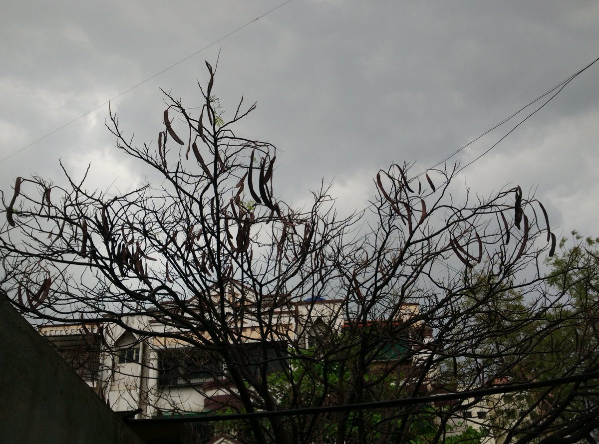 MaitreyeeMJ's tweet photo. #nofilter #dry #dull #fade #tree_with_no_leaves #about_to_rain #late_post #photography #mobile_click https://t.co/QTpbPKeTRJ