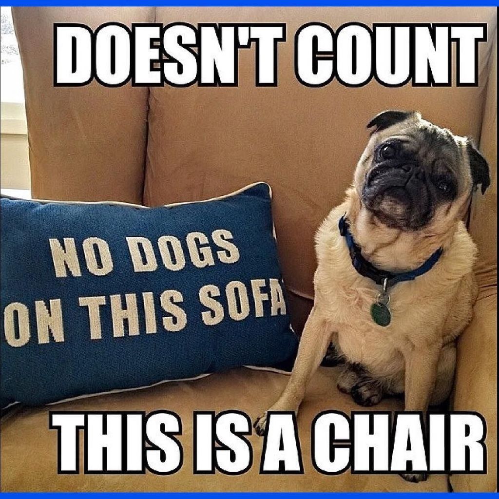 Puglee_Pug's tweet photo. 💙#pugs #pug #pugpuppy #APARN #pugrescue #rescue #nokillshelter #dog #dogs #flatfaceddogs by debe02 https://t.co/koGE5LWue4