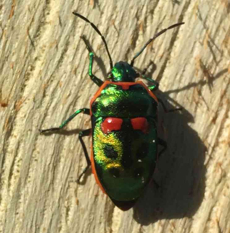 AskUsMV's tweet photo. Beautiful day for an #IDFriday. Have at a look at this #cutiepie and tell us what it is! https://t.co/ah65yZfjUK