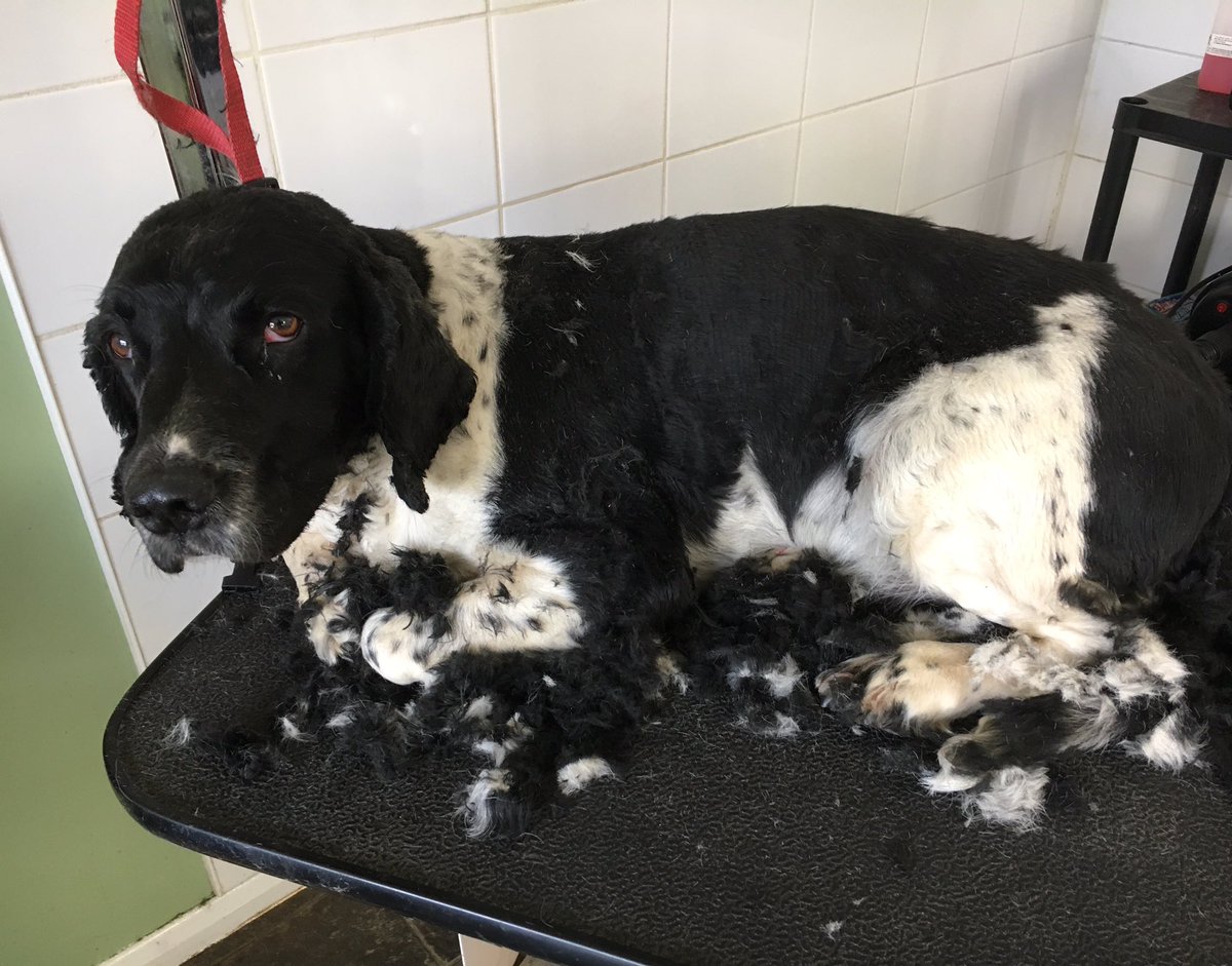 de_grooming's tweet photo. Sooo comfy in his groom today! Xx https://t.co/hFC1hit1bz
