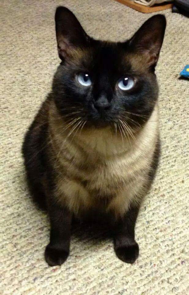 Kitkatzombie23's tweet image. Missing my beautiful jazzes today 😢