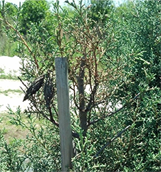Pests seen this week include spittlebugs, whiteflies and egg stage of Fla. wax scale. More: jubileescape.com/blogs/inspecti…
