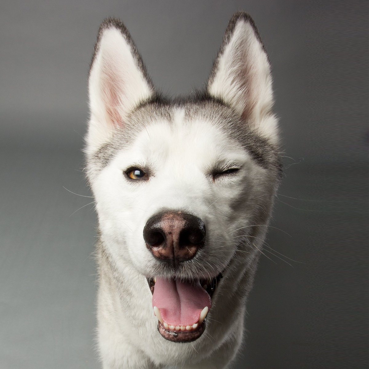 rawcorawfood's tweet photo. Smile! It's almost Friday! What are you guys up to on this lovely Thursday? #rawco #happythursday #dogwinking https://t.co/XJs5XWkNzf