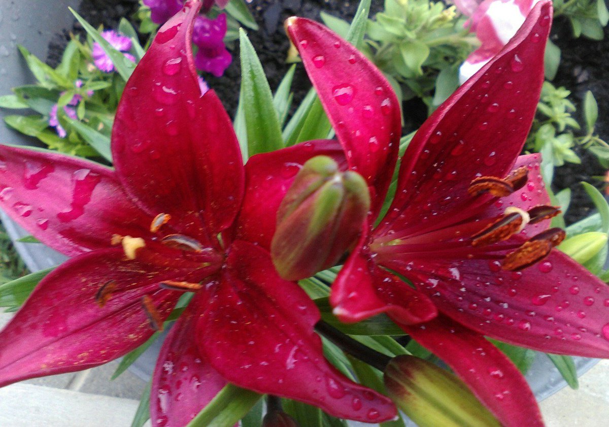 themommablogger's tweet photo. Nature needs no filter. #natureisbeautiful #nofilter #aftertherain https://t.co/pGDMS4ejWr