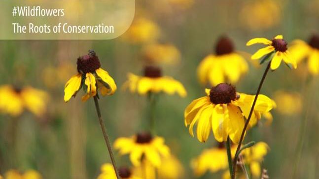 USDA_NRCS's tweet image. #Wildflowers &amp;amp; other native plants are the roots of our #conservation practices. go.usa.gov/cuVSx