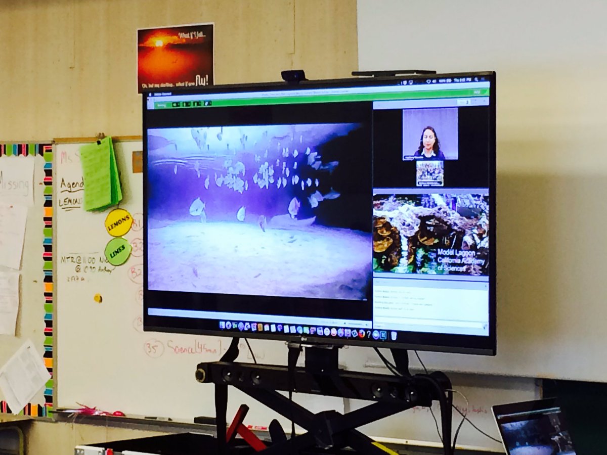 RMS GR6s VFTSharks, Rays, and their Lagoons <a href="/KevinKaardal/">Kevin Kaardal</a> @MoyraBaxter <a href="/BCBlended/">BC Blended Learning</a> @jonrever <a href="/TerryBeaudry/">Terry Beaudry</a>