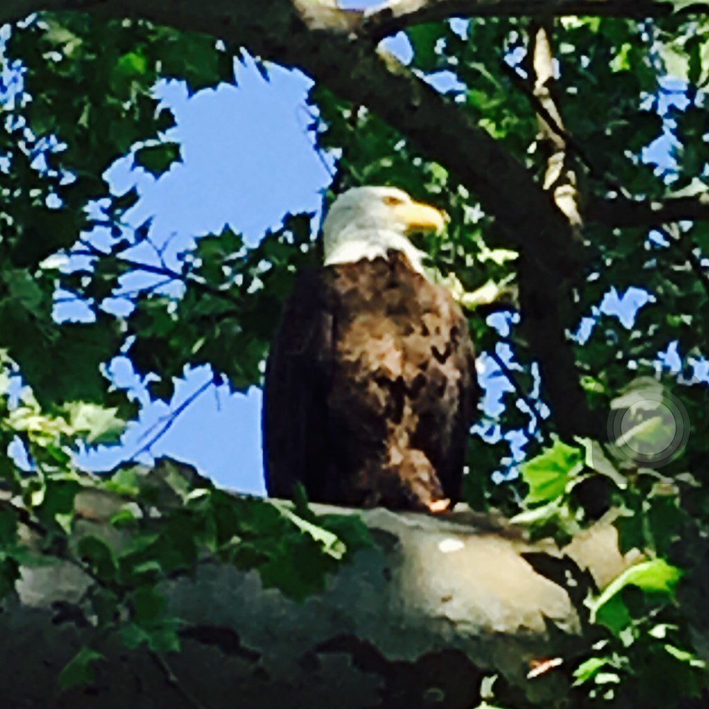 just seen this guy, an American Bald Eagle in the Ozarks
