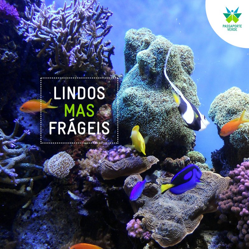 passaporte2016's tweet photo. Atenção viajantes: Corais são lindos e frágeis! Admire-os, mas não pise nem toque neles :) #EuCuidodoMeuDestino https://t.co/GXHF1j0Gp7
