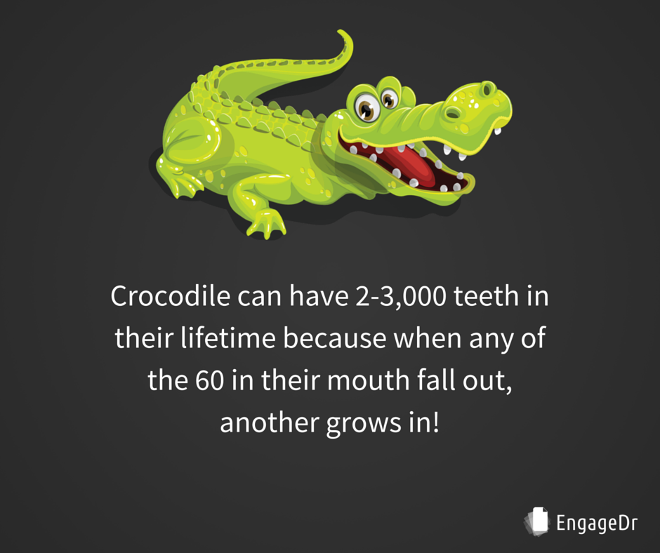 perladentalpc's tweet photo. Amazing Fact About Crocodiles #teeth.
#funfact https://t.co/MyQGYxVjgU