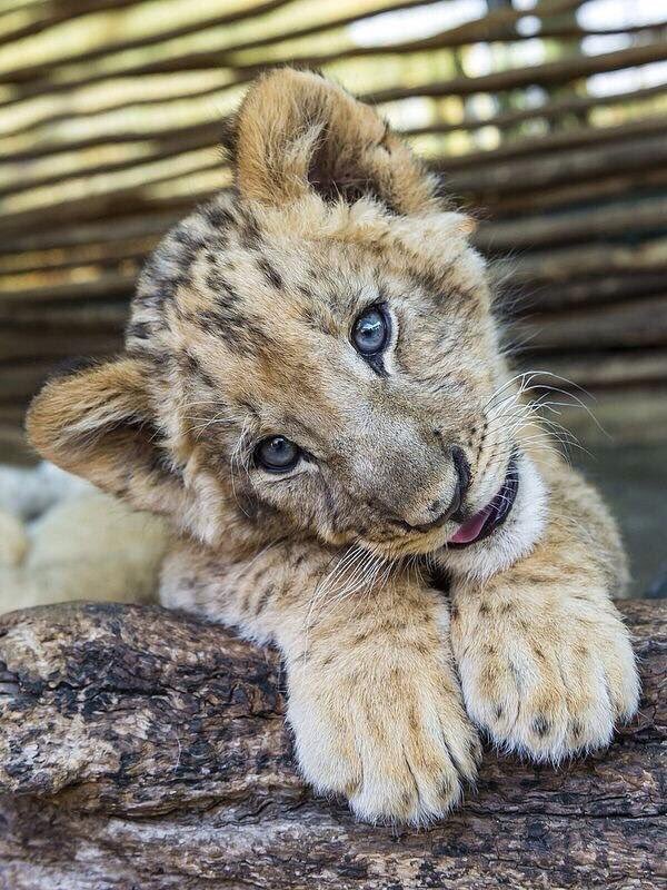 TeddoWedding's tweet photo. Juju_Koenig: Look what came in the mail today!🦁💛🌍 Help the African Lions. 🤗SaharaVibe https://t.co/yO9gfpa0xO #beautiful