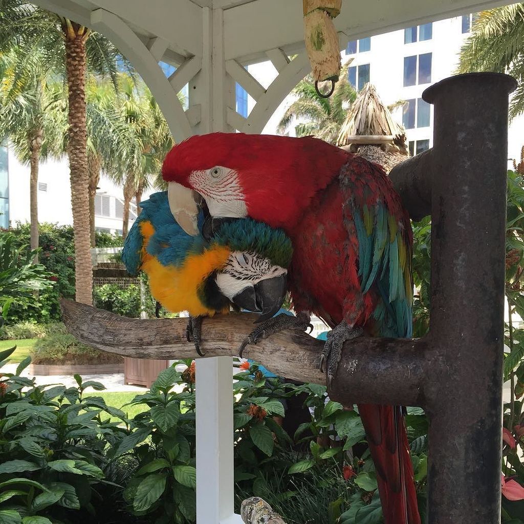 InglenookCreate's tweet photo. Couldn't resist these love birds. #colorful #whitehighlights 
#DIYlancaster #lancasterpa #… https://t.co/vnweQGL4XD https://t.co/us3mkl5mcW