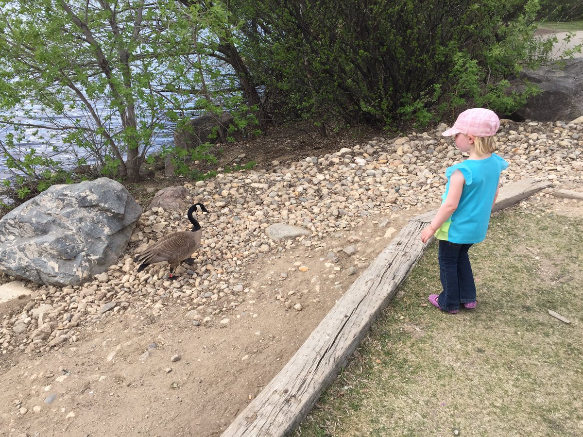 tara_m_davidson's tweet photo. We rarely leave the ranch, but when we do, we have a celebrity siting! #honk @ReginaGoose #yqr https://t.co/0lFrw9MTqw