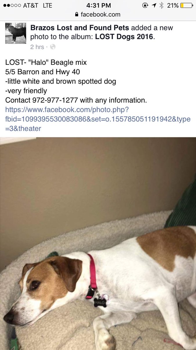 allieflack's tweet photo. Help us find Halo please! https://t.co/gCoiXA7nvD