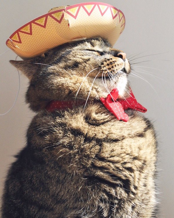 theCHIVE's tweet photo. #CincoDeMayo https://t.co/SbS1rWSRQz