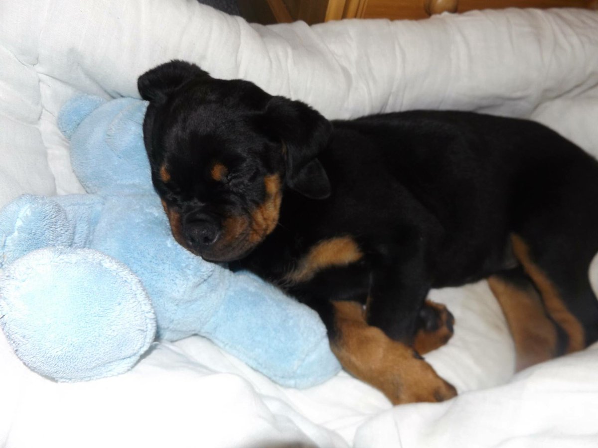 fruxtbxt's tweet image. If you think my baby Gus is cute give him a RT.
He&apos;s a Rottweiler, a dog, he&apos;s not vicious.
#dontblamethebreed