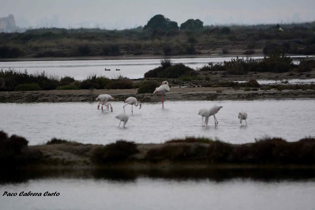 GemmaGN's tweet photo. Flamencs a la Bassa de les Olles #lampolla 
Foto de Paco Cabrera. @catexperience @terresebretur https://t.co/vOX2cmEdN2