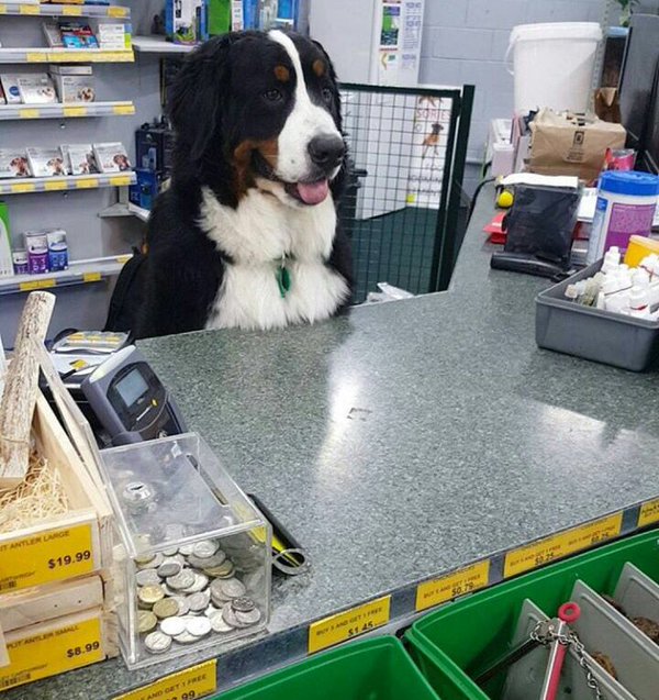 MauroNakada's tweet image. CPF NA NOTA?