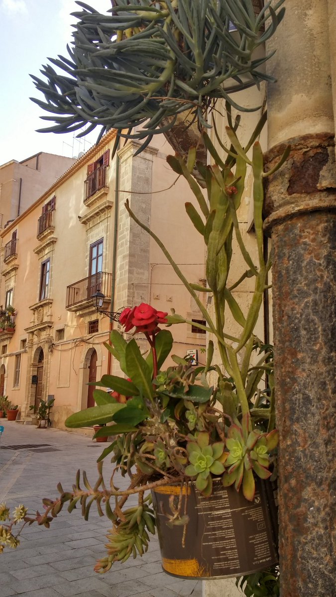 mcSiracusa's tweet photo. Helena Medrano con Vivai Cuba di Siracusa per Movimentocentrale. Grazie a @TwitMoak per aver sponsorizzato https://t.co/1tJvHa9MzP