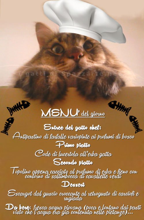 theWritingCats's tweet photo. https://t.co/jGZaeXDUwb  #spigolo Il nostro ##jrmasterchefit preferito! Il #gatto #chef e le sue #Ricette per #gatti https://t.co/3XrlOaf88u