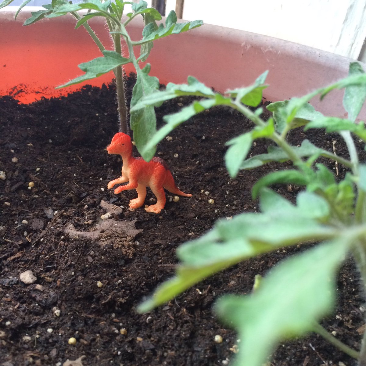 PrincessFeeFi's tweet image. Got little Dinos for my plants and a new shower curtain. #Thingsthatmakemehappy #PlasticThings #Cute #DollarStore