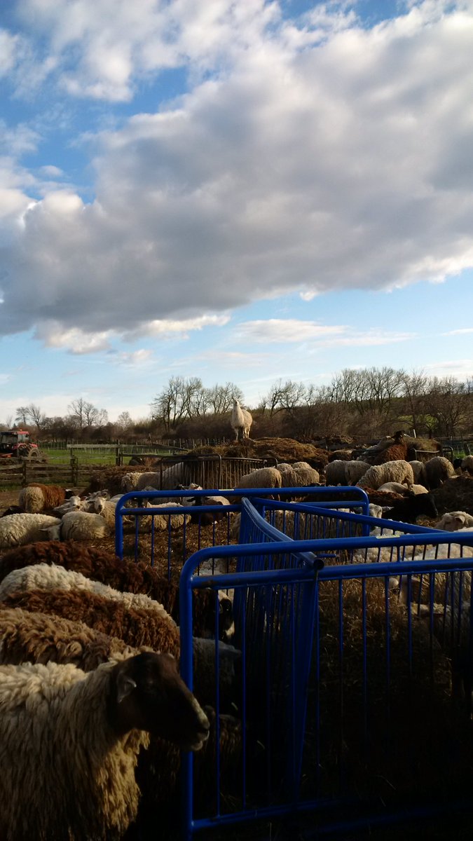 sheepfarmbecca's tweet photo. Thing 1 (Llama) keeping watch over his flock. #guardiananimals #sheep https://t.co/rD6VwAhAOG