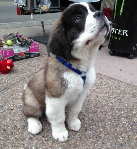 cute_dog_zone's tweet photo. This is Leroy, he hangs out at a hotdog stand https://t.co/c5DHyLKyLq