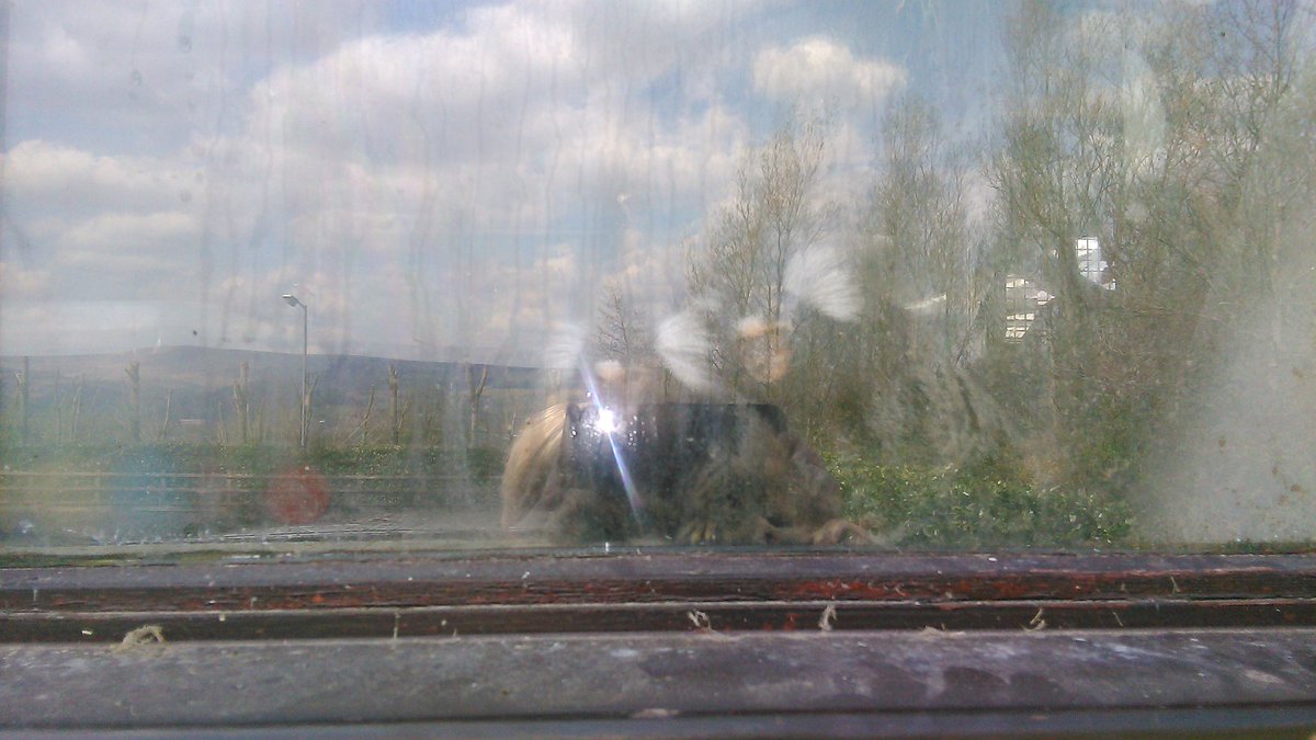 MayIBeInspired's tweet photo. Good day out today, saw some cuties :) #horses #monkeys #animallover https://t.co/4HJd3U96cX