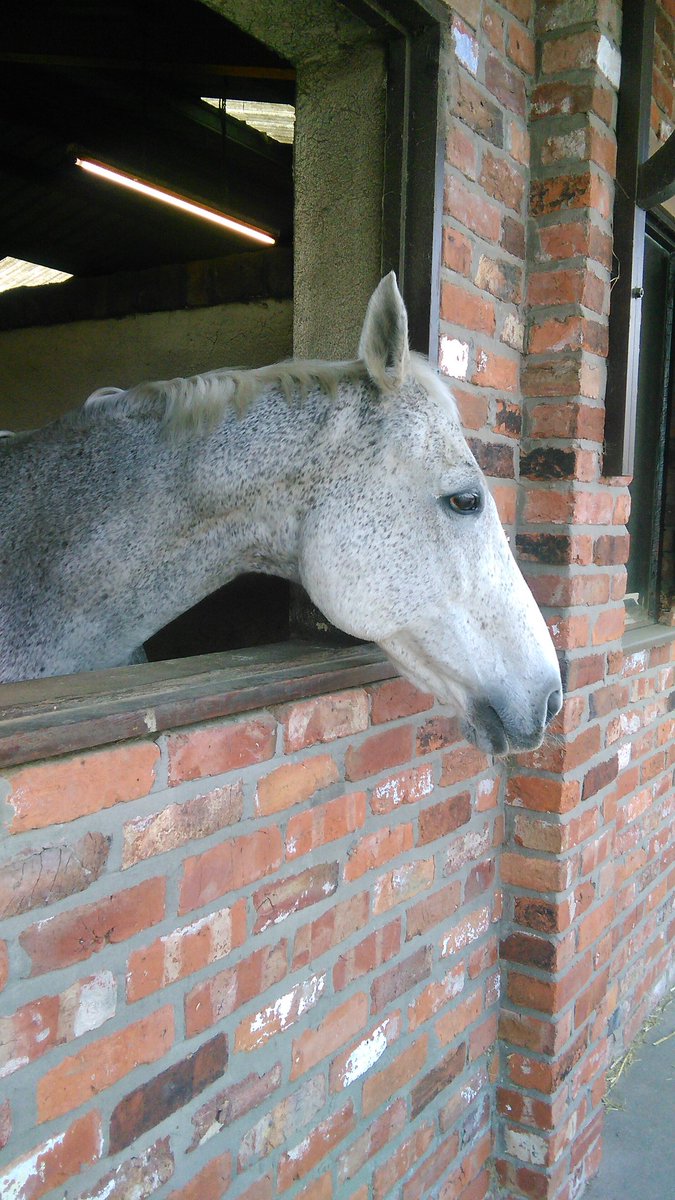 MayIBeInspired's tweet photo. Good day out today, saw some cuties :) #horses #monkeys #animallover https://t.co/4HJd3U96cX