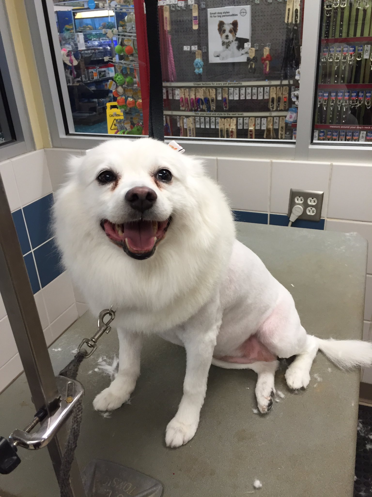 American eskimo hotsell dog haircut