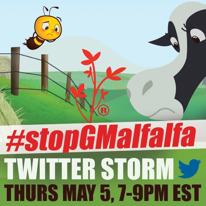 NonGMOToronto's tweet photo. Ya'll 🐝 ready to STORM?!!!#stopGMalfalfa @biotechaction @RachelsNews @the_bigcarrot https://t.co/cIA0acYZVj