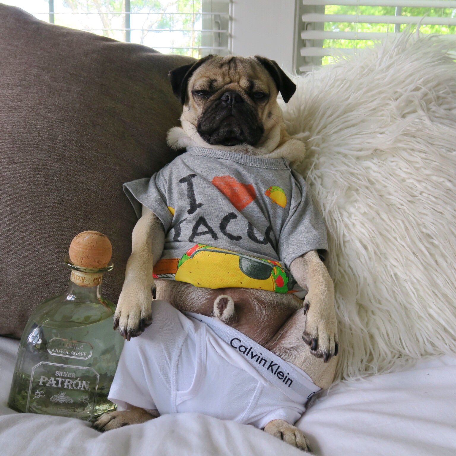 Doug the pug clothes cheap